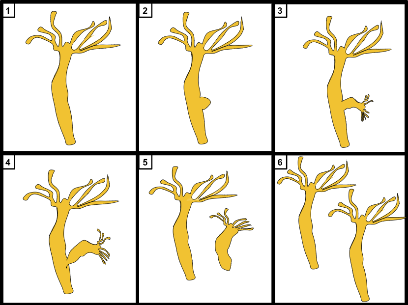 Class 10th How Do Organisms Reproduce Notes: Budding