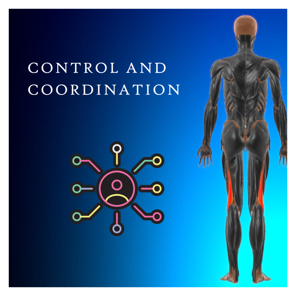 Control and Coordination Notes Class 10