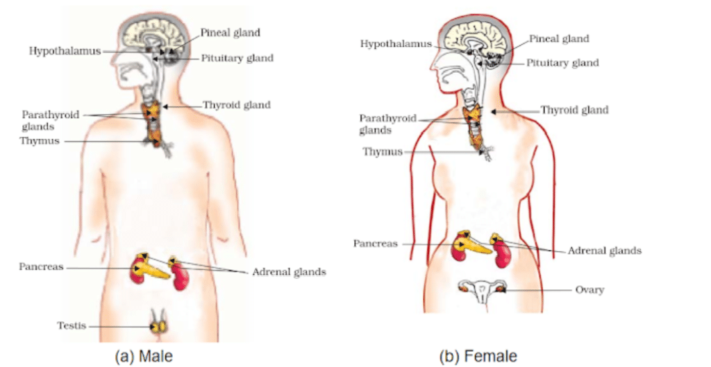 Endocrine Glands