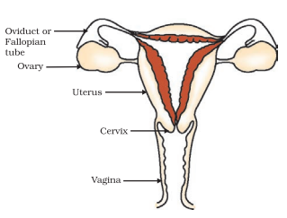 Female Reproductive System