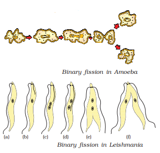 Class 10th How Do Organisms Reproduce Notes - Fission