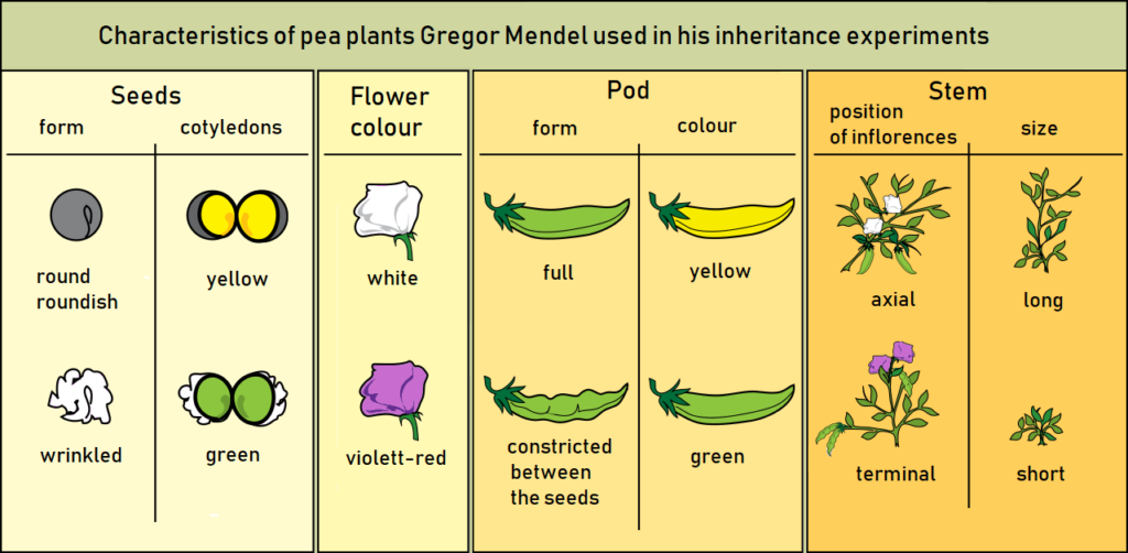 Laws of Mendel