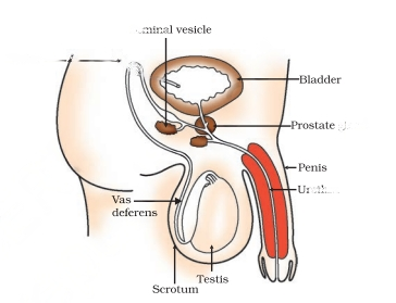 Male Reproductive System