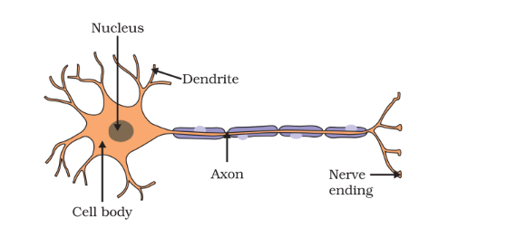 Neuron