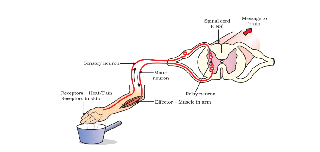 Reflex Arc