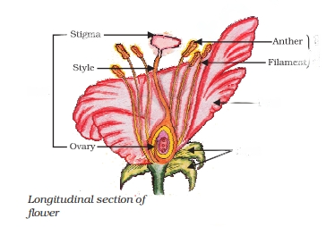 Sexual Reproduction in Flowering Plants