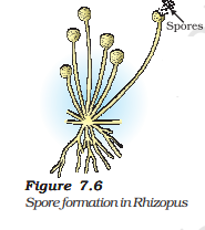 Spore Formation