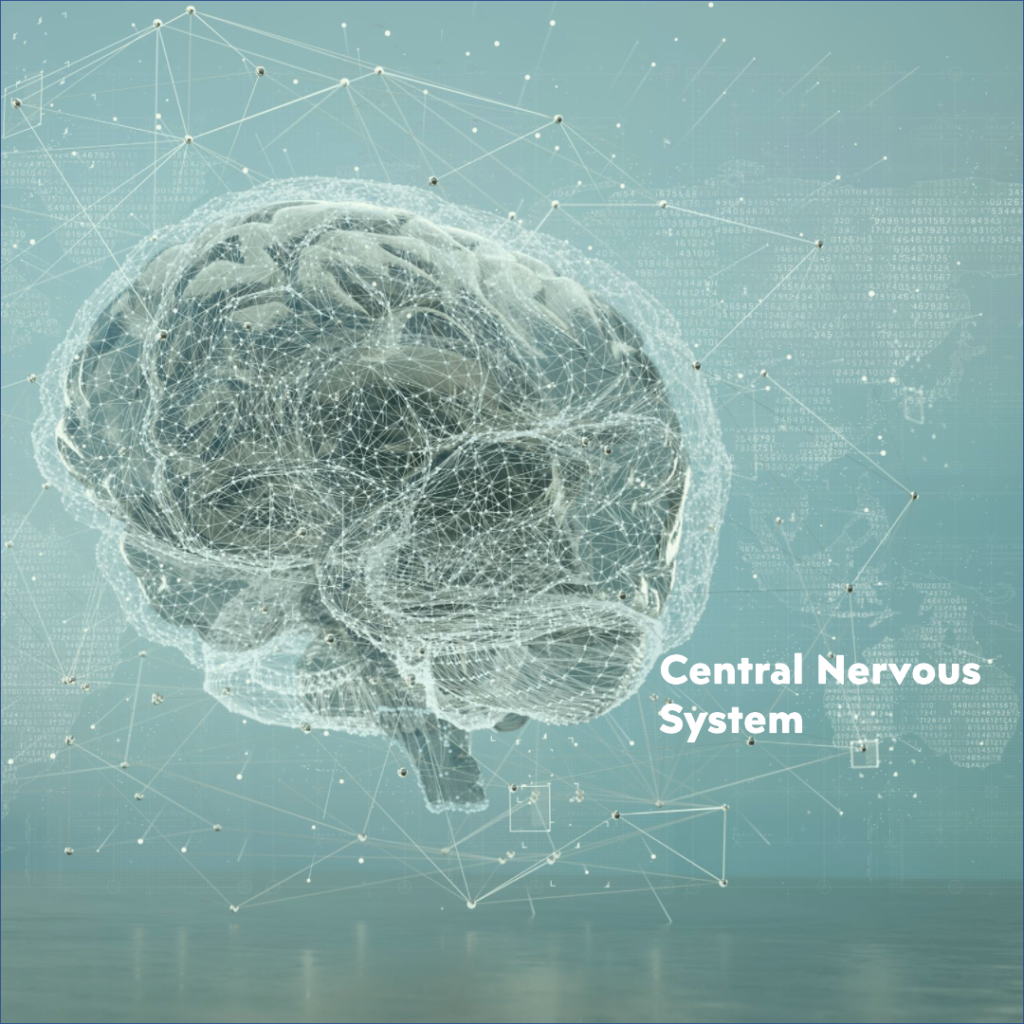 central nervous system