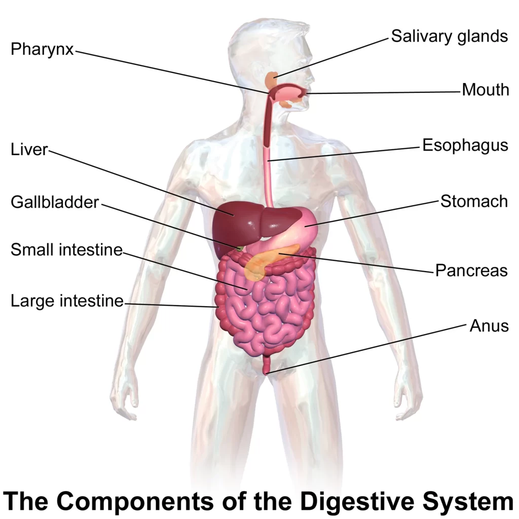 Human digestive system - Life Process Notes Class 10