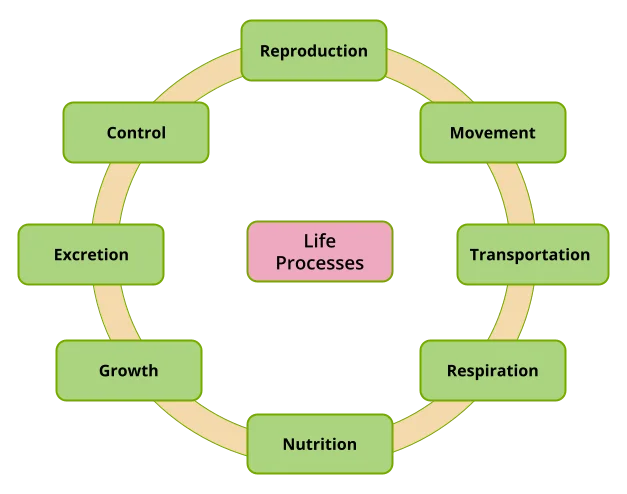 Life Process Notes Class 10