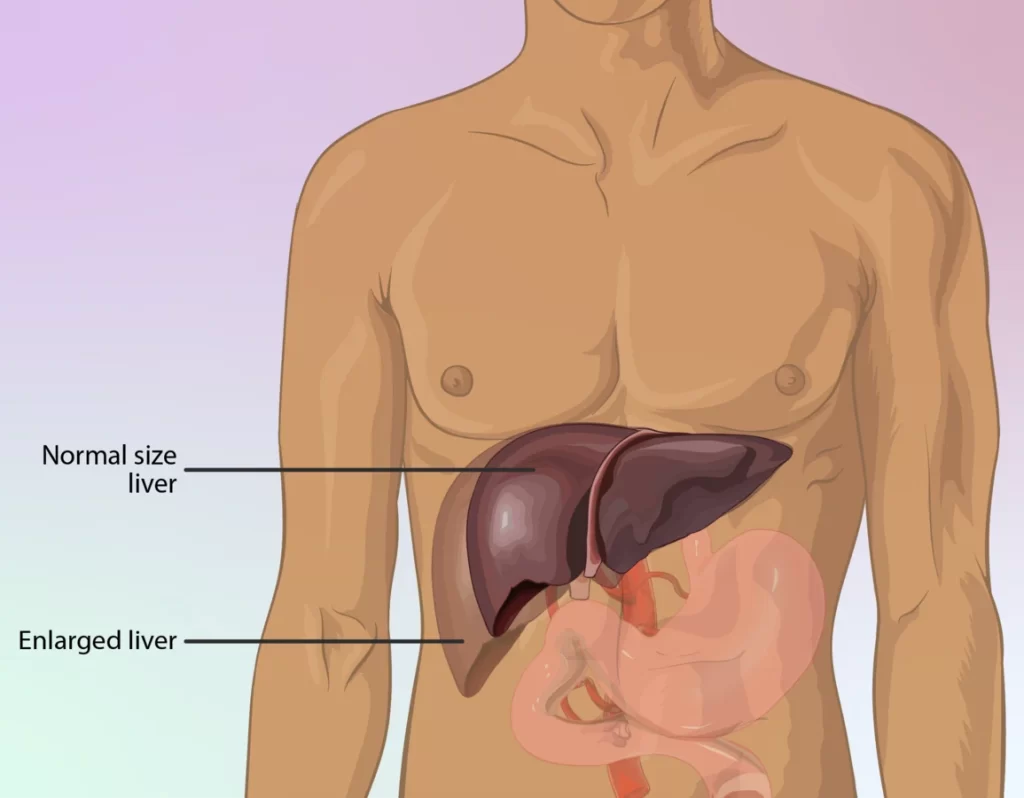 Liver