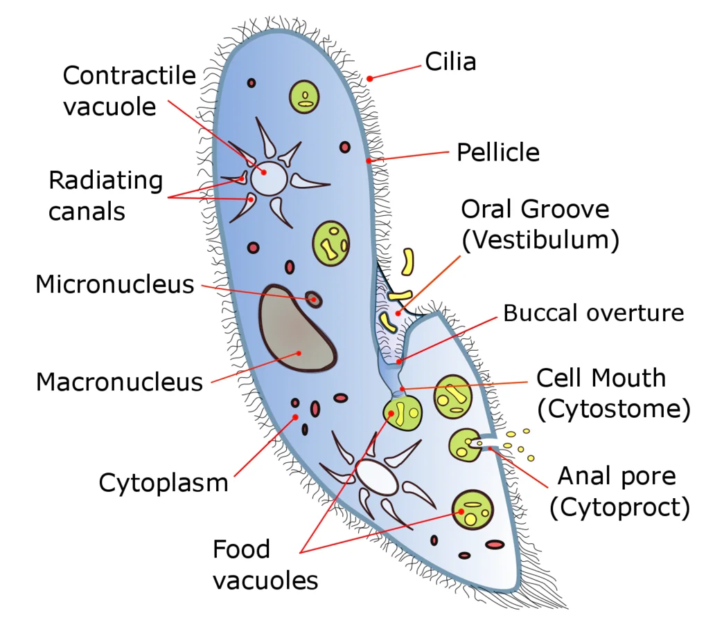 Nutrition in Paramoecium - Life Process Notes Class 10