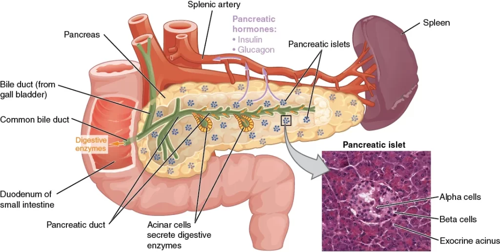 Pancreas