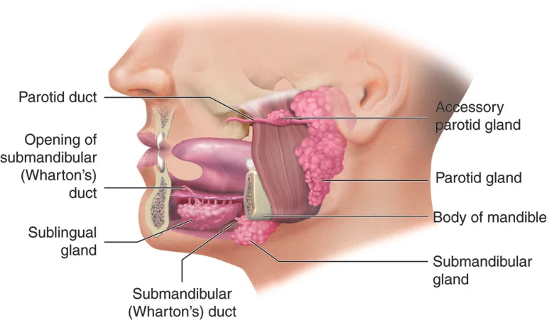 Salivary Glands