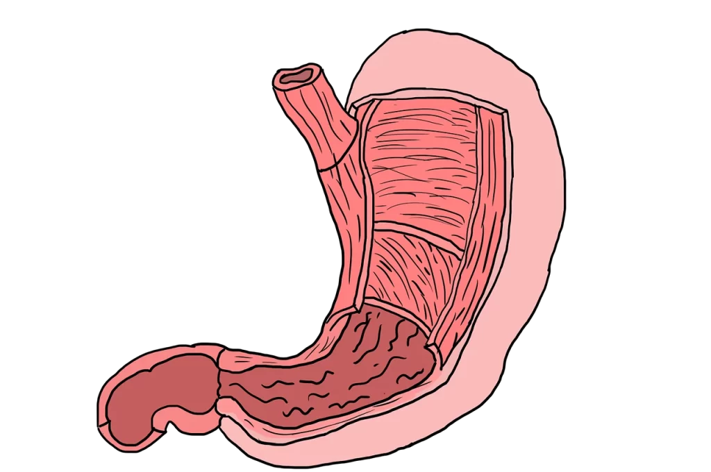 Stomach