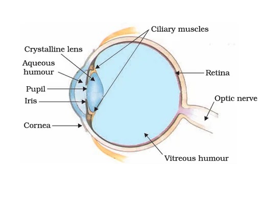 Human Eye