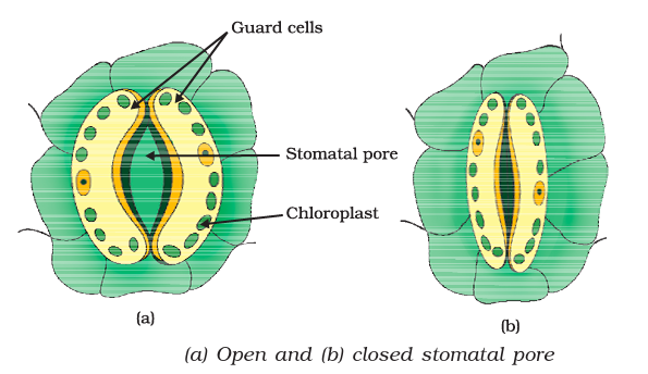 life process notes class 10 - Stomata