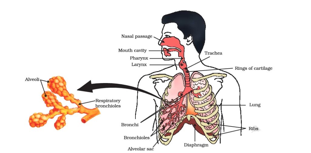 Respiratory System