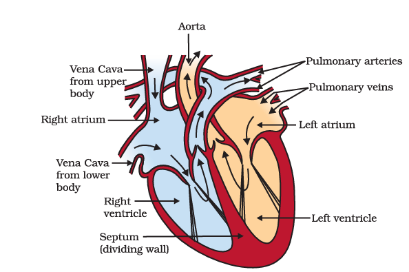 Heart - Life Process Notes Class 10