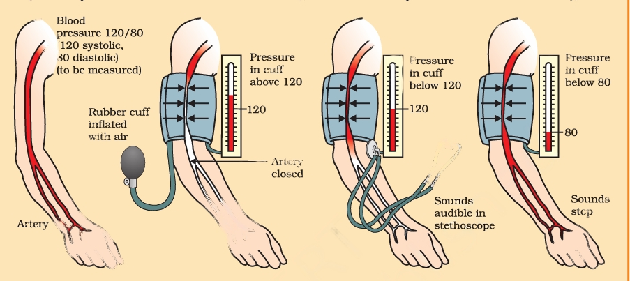 Blood Vessels - Life Process Notes Class 10