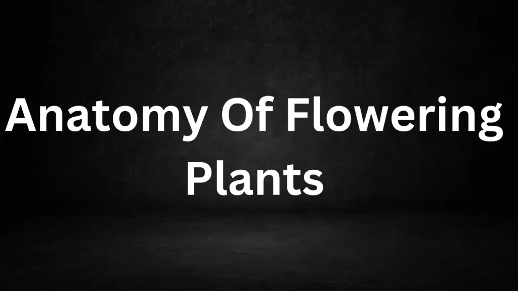 Anatomy Of Flowering Plants