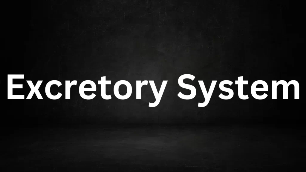 Excretory System