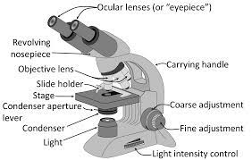 Difference Between Light Microscope And Electron Microscope